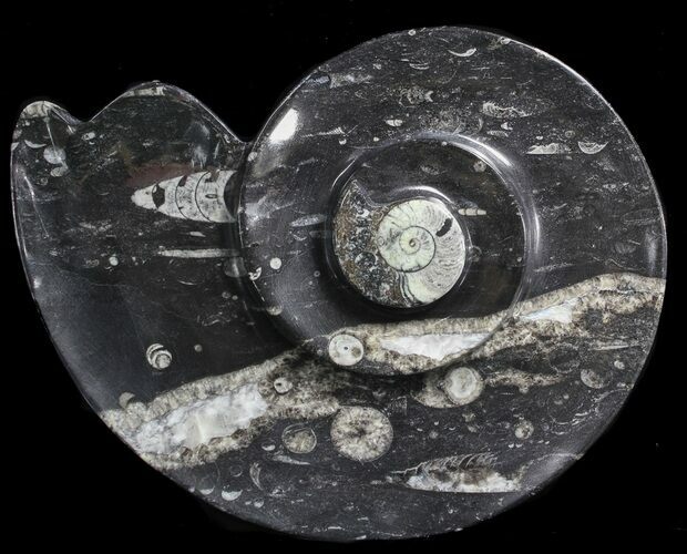 Ammonite Shaped Platter With Fossils - Cyber Monday Special! #39135